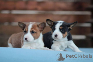 Photo №3. Basenji dogs. Serbia