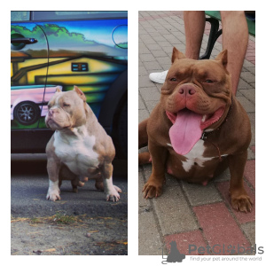 Photo №1. american bully - for sale in the city of Molodechno | negotiated | Announcement № 24622
