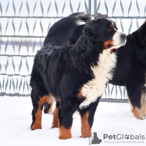 Photo №4. I will sell bernese mountain dog in the city of Różyna. breeder - price - 3500$