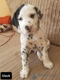 Photo №1. dalmatian dog - for sale in the city of Cortrack | 1032$ | Announcement № 164865