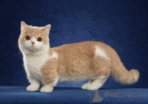 Photo №2 to announcement № 173612 for the sale of russian blue - buy in Greece private announcement, breeder