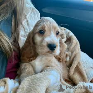 Photo №2 to announcement № 164091 for the sale of english cocker spaniel - buy in Belgium private announcement, breeder