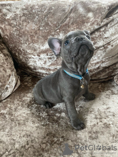 Photo №1. french bulldog - for sale in the city of Jülich | 423$ | Announcement № 99666