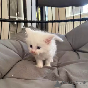 Photo №1. maine coon - for sale in the city of Leonberg | 392$ | Announcement № 167263