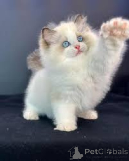 Photo №4. I will sell ragdoll in the city of Paris. private announcement, breeder - price - 599$