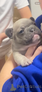 Photo №2 to announcement № 161238 for the sale of french bulldog - buy in United States private announcement
