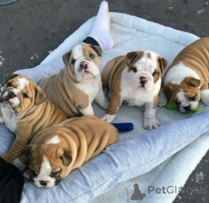 Photo №2 to announcement № 175181 for the sale of english bulldog - buy in Germany private announcement