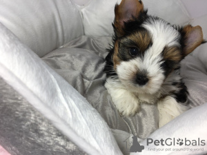 Photo №4. I will sell yorkshire terrier in the city of Харлем. private announcement - price - 370$