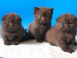 Photo №1. scottish straight, scottish fold - for sale in the city of Moscow | 82$ | Announcement № 2130