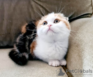 Photo №1. scottish fold - for sale in the city of Penza | 414$ | Announcement № 12162