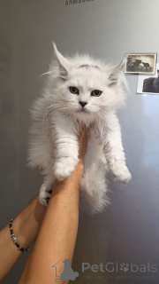 Photo №1. maine coon - for sale in the city of California | 350$ | Announcement № 156416