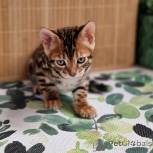 Photo №1.  - for sale in the city of Bergamo | Is free | Announcement № 163651