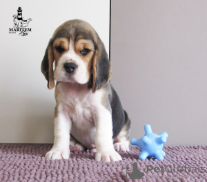 Photo №1. beagle - for sale in the city of Приморск | 828$ | Announcement № 13134