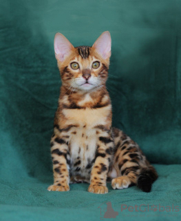 Photo №1. bengal cat - for sale in the city of Cherkasy | 500$ | Announcement № 40304