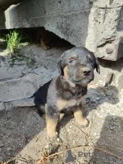 Photo №1. non-pedigree dogs - for sale in the city of Minsk | Is free | Announcement № 174486