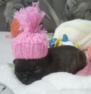 Additional photos: I will sell puppies of the French bulldog