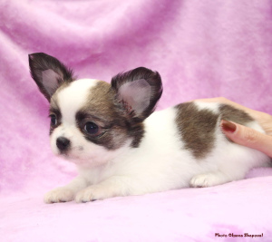 Photo №4. I will sell chihuahua in the city of Sevastopol. private announcement, breeder - price - 546$