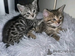 Photo №1. bengal cat - for sale in the city of Tiel | 391$ | Announcement № 13825