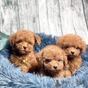 Photo №1. poodle (dwarf) - for sale in the city of Manchester | 826$ | Announcement № 164199