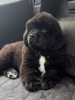 Photo №1. newfoundland dog - for sale in the city of Aizlingen | 465$ | Announcement № 157799
