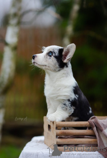 Additional photos: Welsh Corgi Cardigan