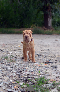 Photo №3. Shar Pei boy - Shar Pei poika. Finland