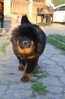 Photo №3. Tibetan Mastiff puppies. Serbia