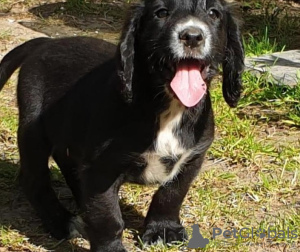 Photo №1. non-pedigree dogs - for sale in the city of Berlin | 370$ | Announcement № 116841