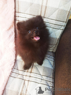 Photo №4. I will sell german spitz in the city of Батуми. private announcement - price - 800$