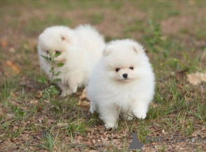 Photo №3. beautiful Spzit pomerians mini puppies. Germany
