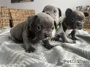 Photo №1. french bulldog - for sale in the city of Minsk | 254$ | Announcement № 128269