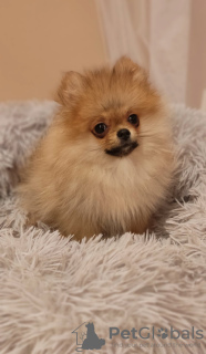 Photo №2 to announcement № 42990 for the sale of pomeranian - buy in Moldova breeder