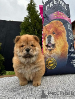 Additional photos: Chow Chow puppies