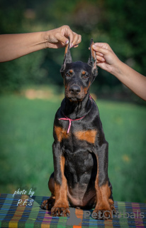 Photo №3. Doberman puppies for sale. Serbia