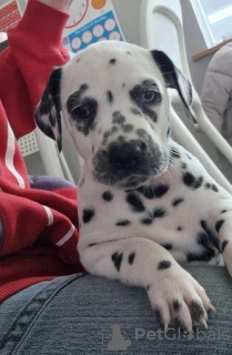 Photo №4. I will sell dalmatian dog in the city of London.  - price - 300$
