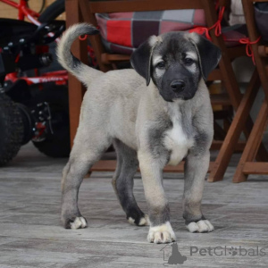 Photo №1. non-pedigree dogs - for sale in the city of Melbourne | negotiated | Announcement № 143149