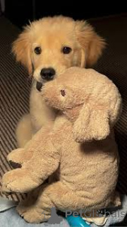 Photo №2 to announcement № 164746 for the sale of golden retriever - buy in France private announcement, breeder