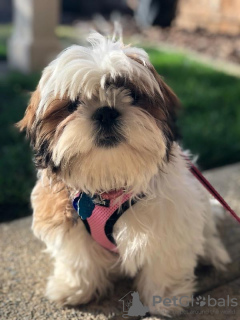 Photo №2 to announcement № 9224 for the sale of  - buy in United States breeder