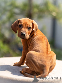 Additional photos: Rhodesian Ridgeback puppies