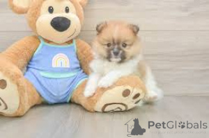 Photo №4. I will sell pomeranian in the city of Brussels. private announcement, breeder - price - 723$