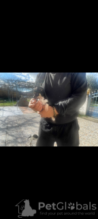 Photo №2 to announcement № 133060 for the sale of chihuahua - buy in Greece private announcement