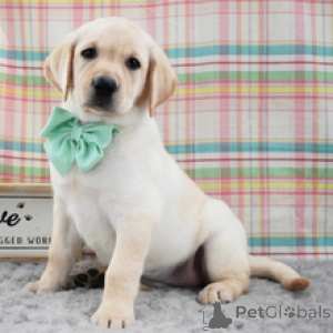 Photo №2 to announcement № 172780 for the sale of labrador retriever - buy in Germany private announcement