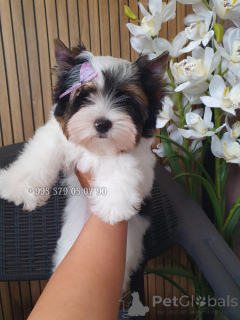 Photo №3. I suggest buying a Biewer Yorkie puppy, a hypoallergenic breed.. Georgia