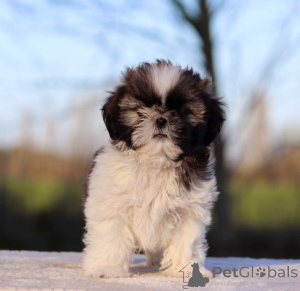 Photo №2 to announcement № 162513 for the sale of shih tzu - buy in France private announcement