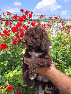 Photo №1. lagotto romagnolo - for sale in the city of New Garden | negotiated | Announcement № 169521