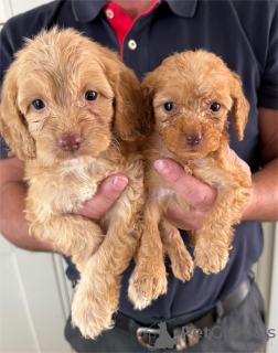 Photo №1. non-pedigree dogs - for sale in the city of Dudeldorf | 329$ | Announcement № 153447