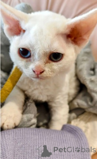Photo №3. Ready to go home Devon Rex kittens.. Germany