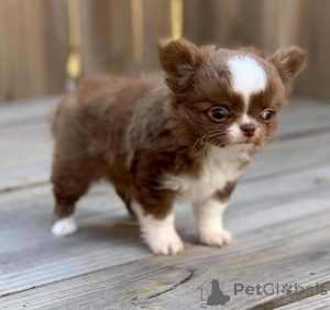 Photo №2 to announcement № 163146 for the sale of chihuahua - buy in Poland breeder