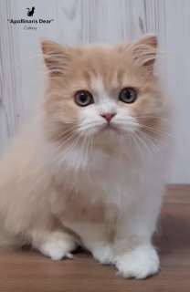 Photo №4. I will sell british longhair in the city of Tomsk. from nursery, breeder - price - 2113$