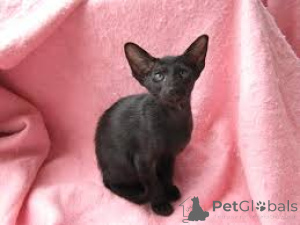 Photo №2 to announcement № 172696 for the sale of oriental shorthair - buy in Belgium private announcement, breeder